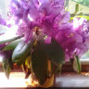 Meet your Posher, Donna